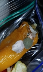 Penicillium