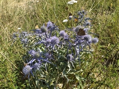 Eryngium amethystinum