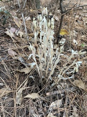 Monotropa uniflora