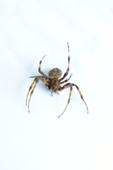 Araneinae