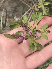 Polanisia dodecandra riograndensis