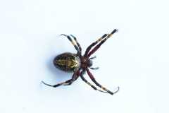 Araneinae