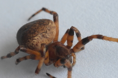 Araneinae