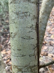 Ilex opaca image
