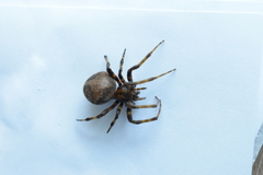 Araneinae