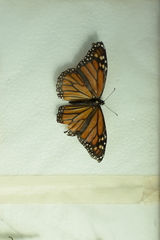Danaus plexippus