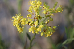 Glischrocaryon aureum