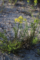 Glischrocaryon aureum