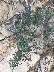 Lonicera subspicata subspicata