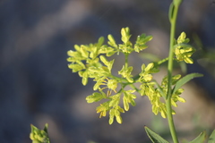 Glischrocaryon aureum