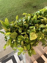 Epipremnum aureum