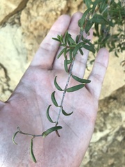 Lonicera subspicata subspicata