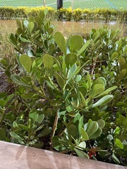 Magnoliopsida