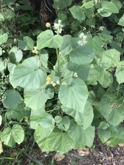 Allowissadula lozanoi