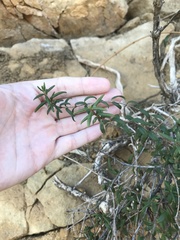 Lonicera subspicata subspicata