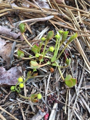 Euphorbia ipecacuanhae