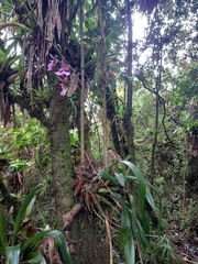 Caucaea