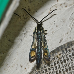 Sesiidae