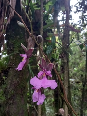 Caucaea