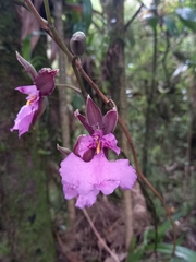 Caucaea