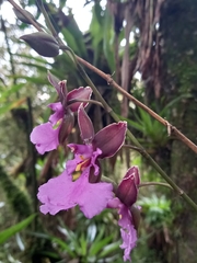Caucaea