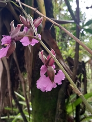 Caucaea