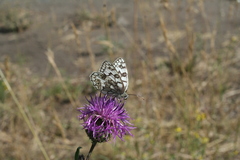 Centaurea scabiosa