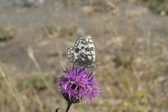 Centaurea scabiosa