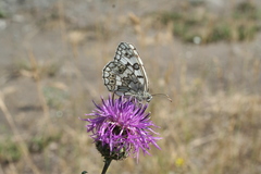 Centaurea scabiosa