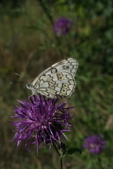 Centaurea scabiosa