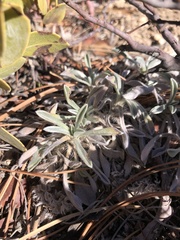 Petrophytum caespitosum