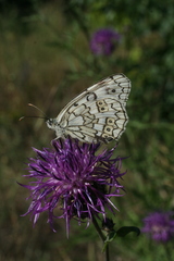 Centaurea scabiosa