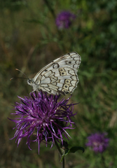 Melanargia russiae