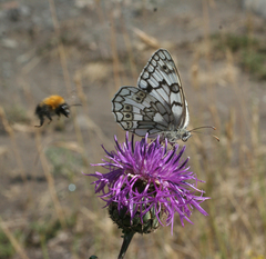 Melanargia russiae