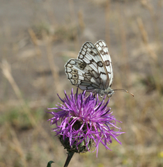 Melanargia russiae