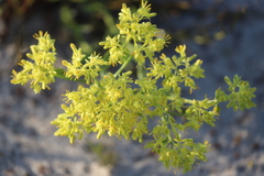 Glischrocaryon aureum