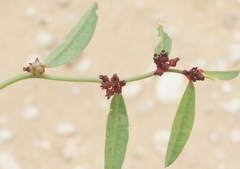 Phyllanthus warnockii