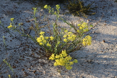 Glischrocaryon aureum