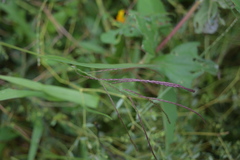 Bothriochloa bladhii