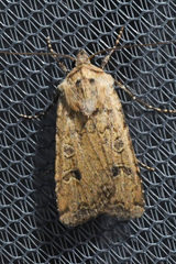 Euxoa ochrogaster