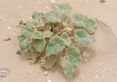 Proboscidea sabulosa