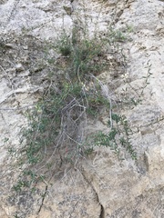 Lonicera subspicata subspicata