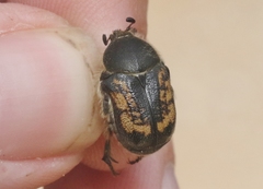 Euphoria pilipennis