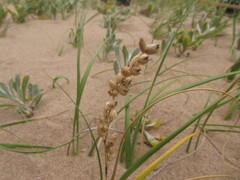 Panicum racemosum