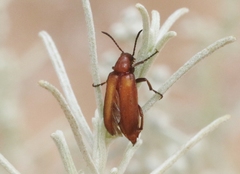 Gnathium minimum