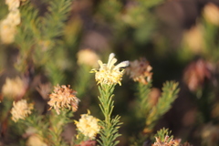 Pimelea imbricata piligera