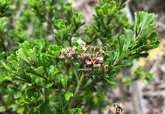 Pomaderris obcordata