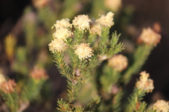 Pimelea imbricata piligera