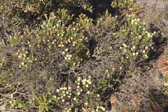 Pimelea imbricata piligera