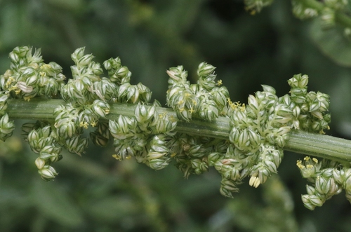 Amaranthus arenicola iNat (3)
